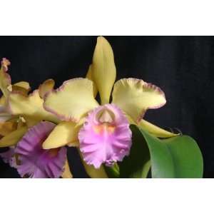   Off Cattleya Orchid Plant  Grocery & Gourmet Food