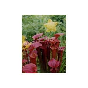  Red Pitcher Plant medium, Carnivorous Plant Patio, Lawn & Garden