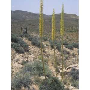  Utah Century Plant, Agave Utahensis, Mojave Desert 