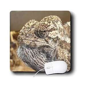   chameleon, lizards, macro, nature, reptile   Mouse Pads Electronics