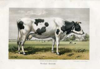 Antique Print FRIESLAND COW NETHERLANDS Hengeveld 1865  