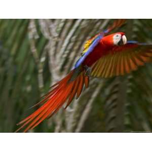  Scarlet Macaw (Ara Macao) in Flight, Preparing to Land in 