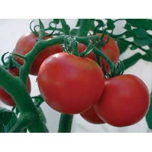  Rutgers HEIRLOOM Tomato Seeds 150 + Seeds: Patio, Lawn 