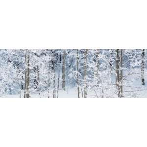  Aspen Trees Covered with Snow, Taos County, New Mexico 