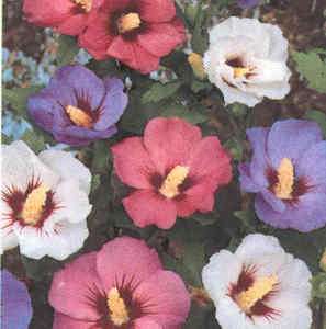 Rose of Sharon  mixed colors  25 seeds  