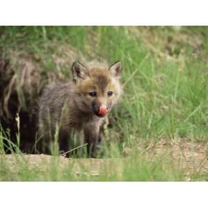 Red Fox Kit (Vulpes Fulva), 47 Days Old, in Captivity, Minnesota, USA 