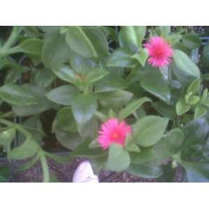  Ice Plant Red Apple Green Leaf ~Red Flowers~: Patio 