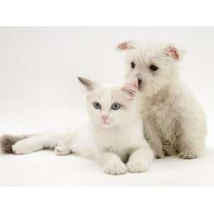 West Highland White Terrier Puppy Sniffing Blue Eyed Ragdoll Cats Ear 