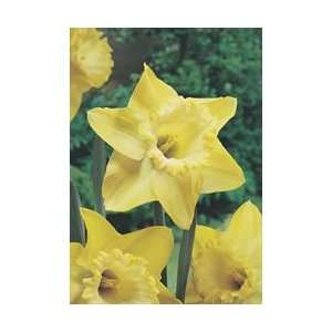  Daffodil   Trumpet   Spellbinder Fall Flower Bulb   Pack 