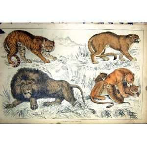    C1880 Colour Plate Nature Wild Animals Lions Tigers