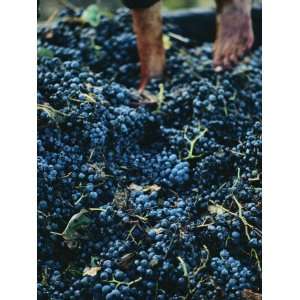 Stomping Grapes to Make Wine on a Collective Farm in Algeria Premium 